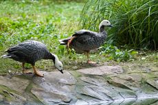 Kaisergans (3 von 8).jpg